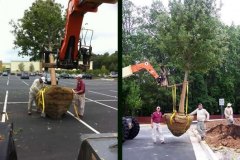 Tree Planting