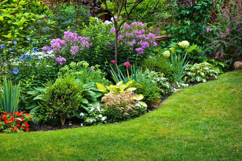 Colorful flowers in a yard