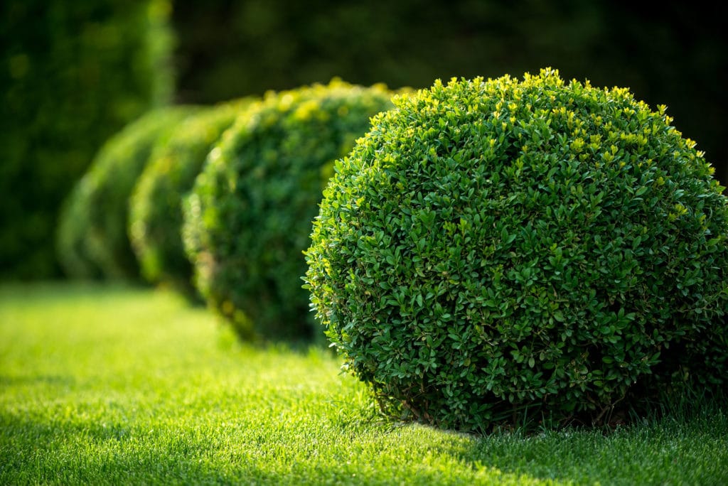 park with shrubs and green lawns, landscape design