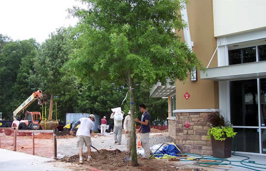 Workers finishing the completion of a tree planting
